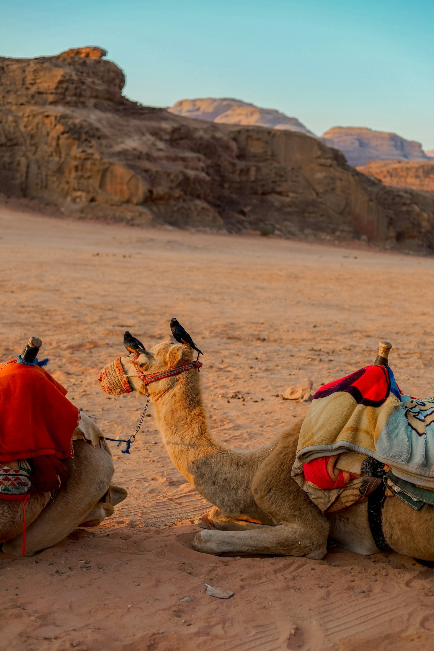 A Journey Through Ancient Egypt with JOY Tours
